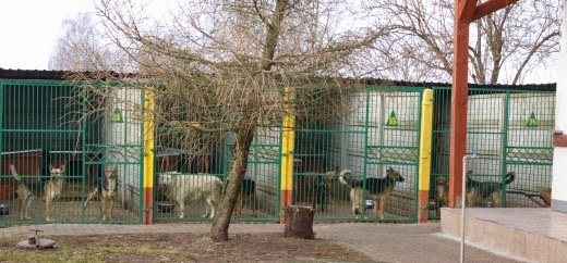 Białogard wybuduje nowe schronisko?